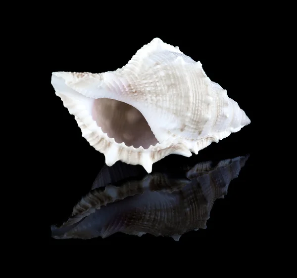 Conch shell — Stock Photo, Image