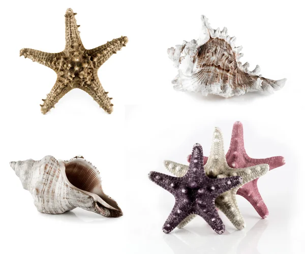 Conch shells — Stock Photo, Image