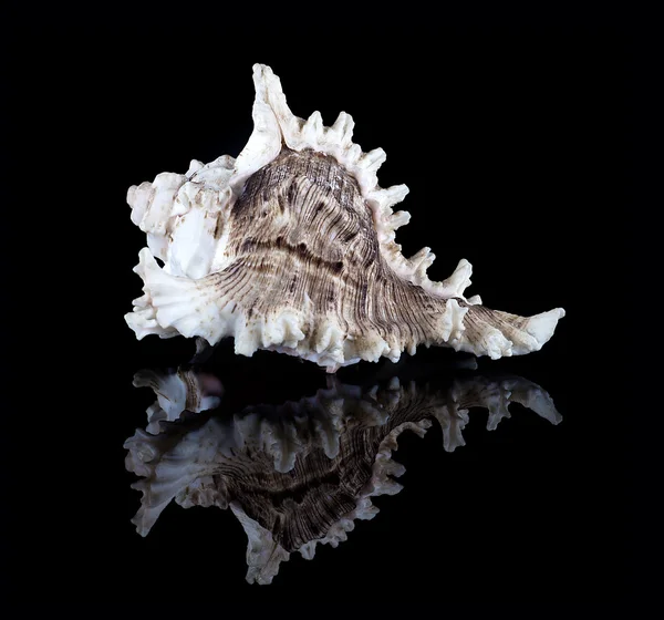 Conch shell — Stock Photo, Image