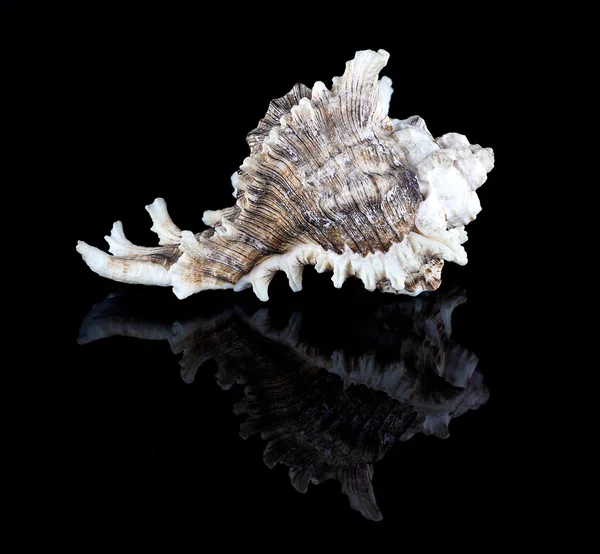 Conch shell — Stock Photo, Image