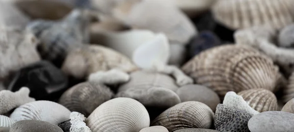 Conchas e conchas textura — Fotografia de Stock