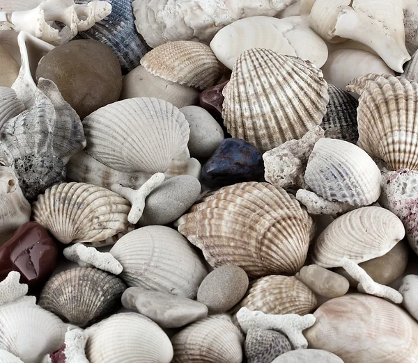 Conchas e conchas textura — Fotografia de Stock