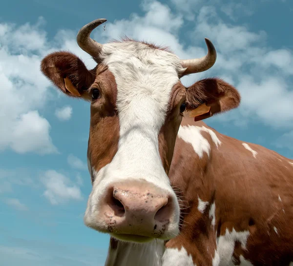 Dairy cow — Stock Photo, Image