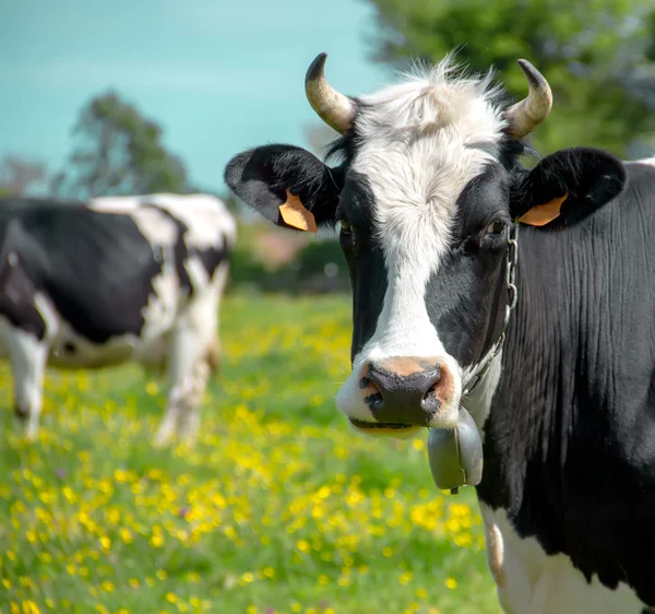 Dairy cow — Stock Photo, Image