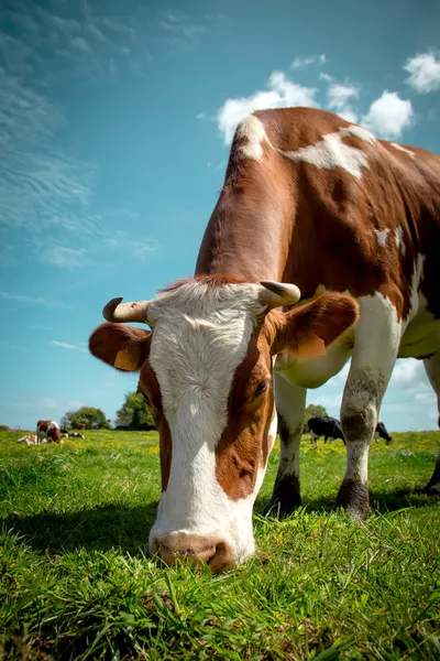 Dairy cow — Stock Photo, Image