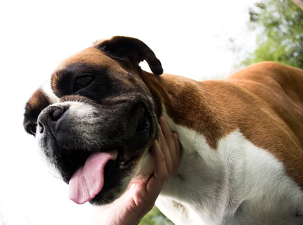 Boxer dog — Stock Photo, Image