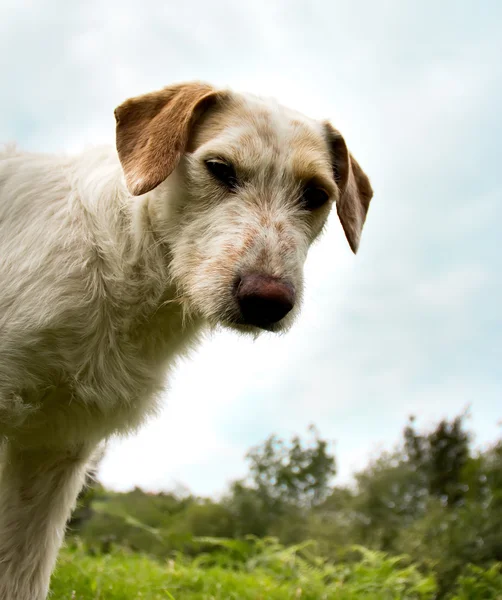 Cani bastardi — Foto Stock