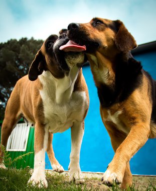 Boxer Köpek