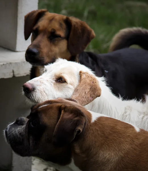 Mutt dogs — Stock Photo, Image