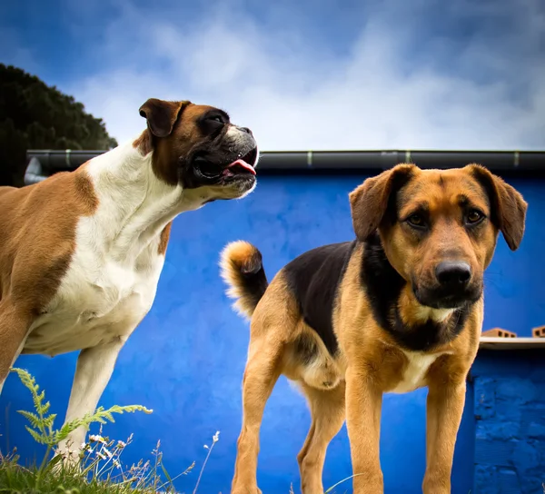 Boxerhund — Stockfoto