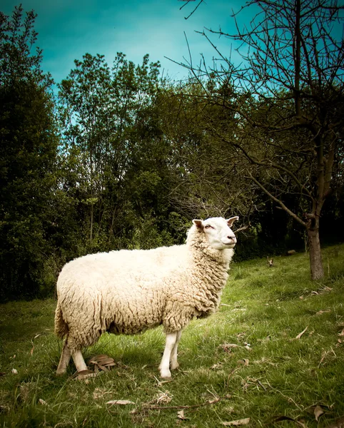 Schapen — Stockfoto