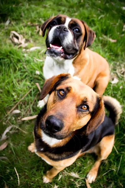 Mutt dogs — Stock Photo, Image