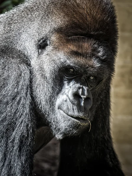 Portretul unei gorile — Fotografie, imagine de stoc