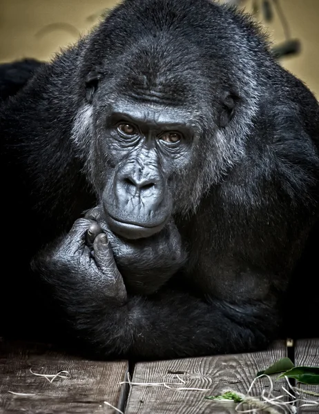 Porträtt av en gorilla — Stockfoto
