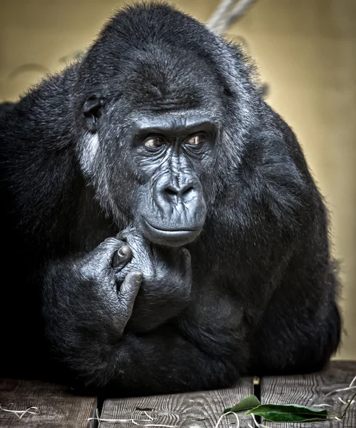 Retrato de um gorila — Fotografia de Stock