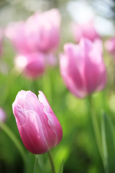 Růžové tulipány na zeleném pozadí. — Stock fotografie