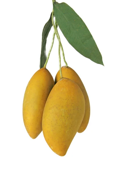 Mango — Stock Photo, Image