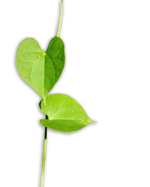 Leaves the heart — Stock Photo, Image