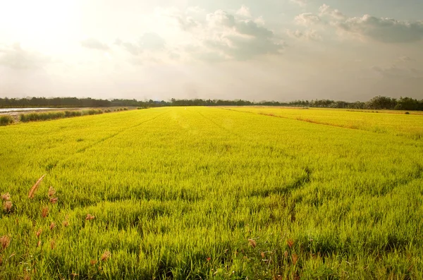 Cornfield — Stock Photo, Image