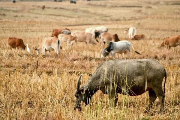 Stálé buffalo jíst trávu v poli — Stock fotografie