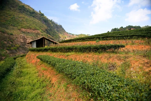 Tea plantation — Stock Photo, Image