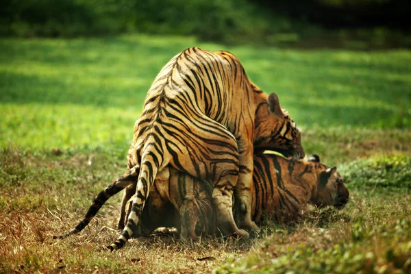 Tigre — Fotografia de Stock