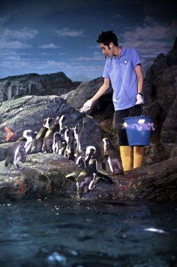 Penguin feeding clipart