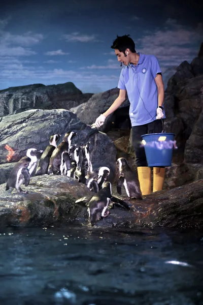 Penguin feeding — Stock Photo, Image