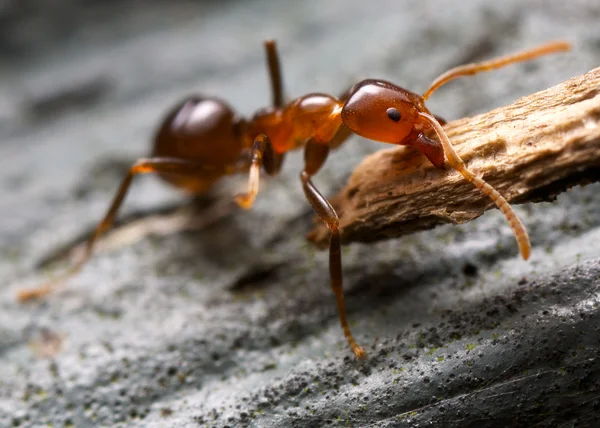 Güçlü karınca — Stok fotoğraf