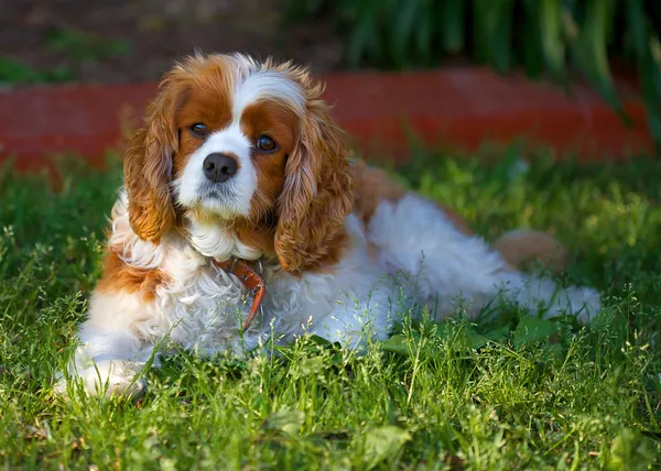 King Charles Cavalier — Φωτογραφία Αρχείου