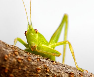 katydid bakıp