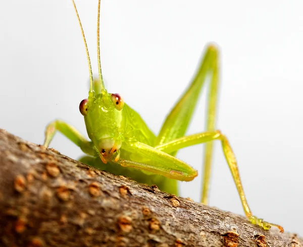 Katydid preening — Stock Photo, Image