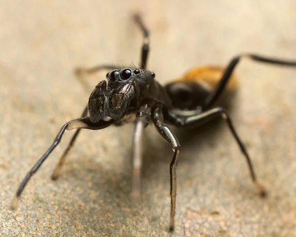 Aranha de caçador — Fotografia de Stock