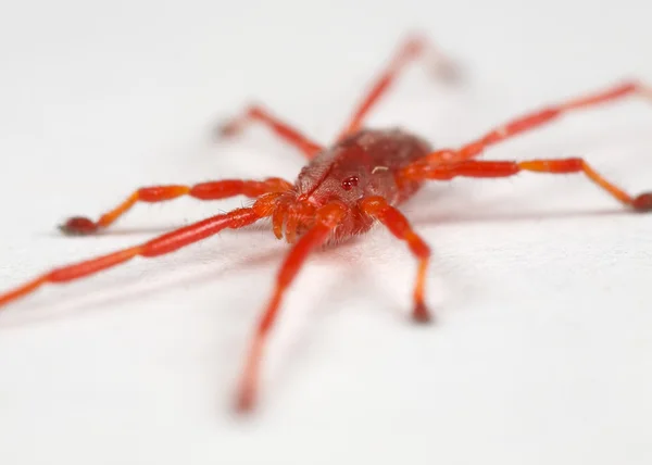 Ácaro vermelho — Fotografia de Stock