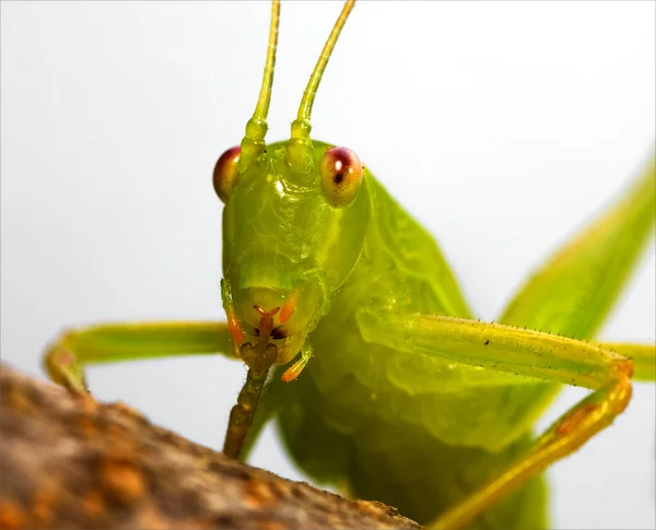 Katydid rude — Fotografia de Stock