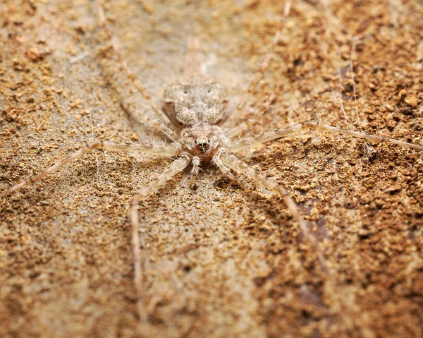 Buen camuflaje — Foto de Stock