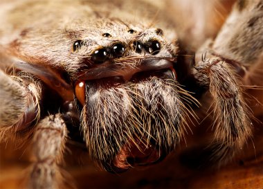 Huntsman örümcek