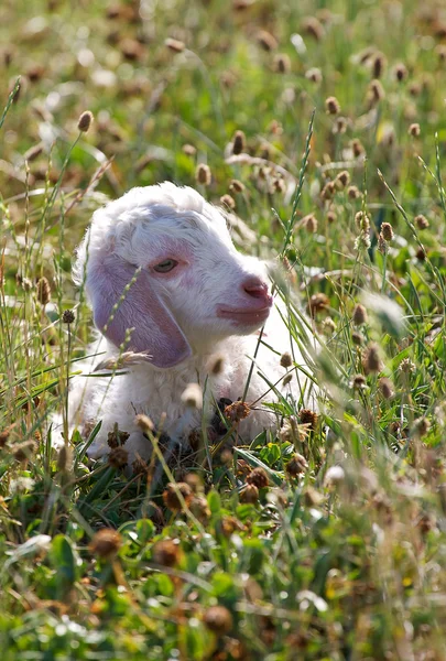 Enda angora kid — Stockfoto