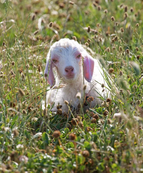 Einzelnes Angorakind — Stockfoto