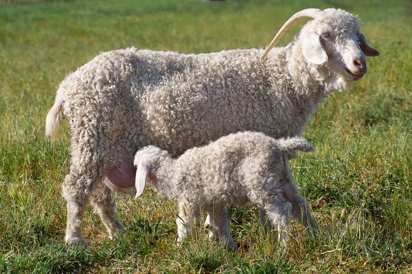 Madre e hijo — Foto de Stock