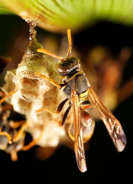 Wasp tending nest — Stock Photo, Image