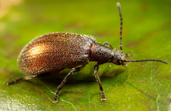 Scarabeo sulla foglia — Foto Stock