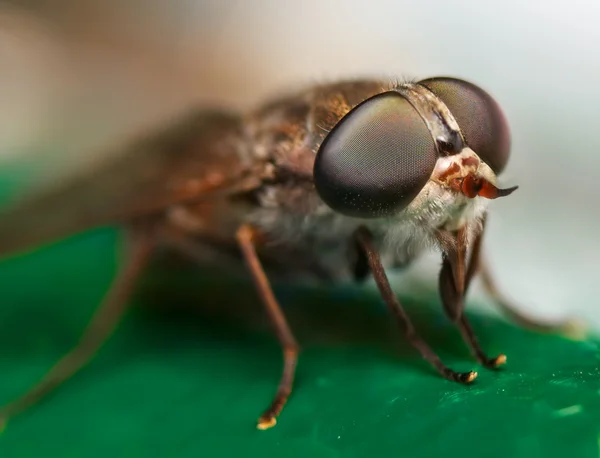 Koně fly — Stock fotografie