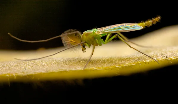 Yanardöner midge — Stok fotoğraf