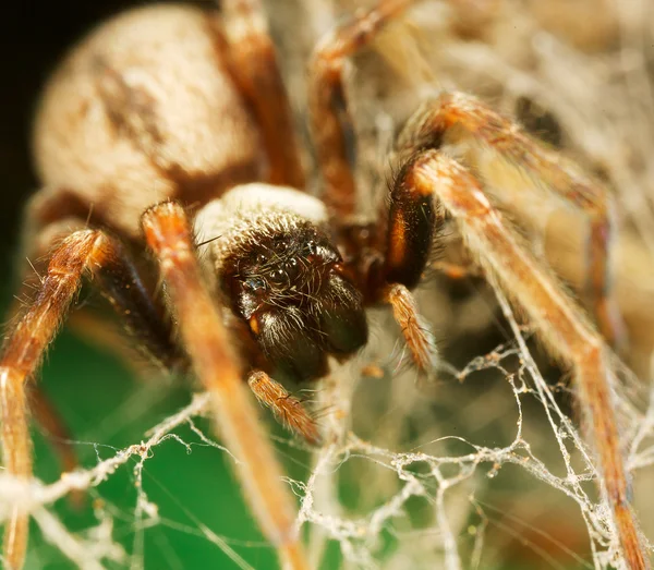 거미와 거미줄 — 스톡 사진