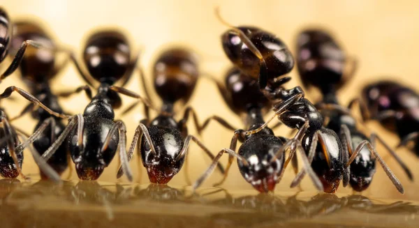 Formigas alimentando — Fotografia de Stock