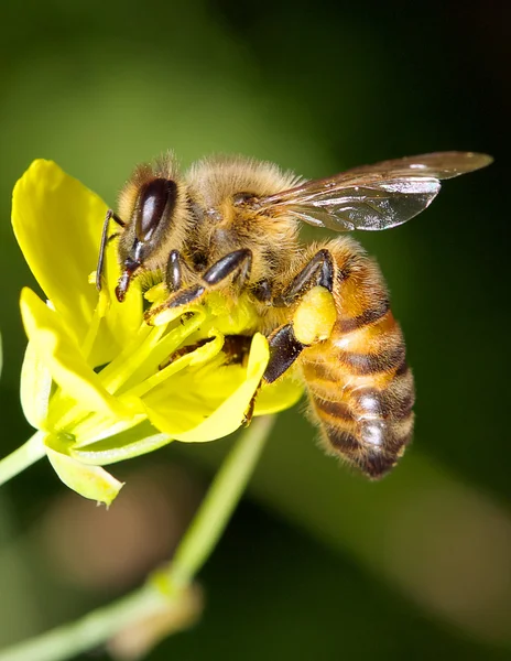 Honey bee — Stock Photo, Image