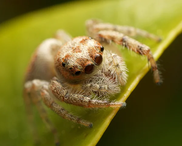 Araña saltarina —  Fotos de Stock