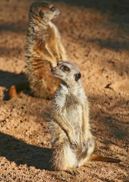 Meerkat — Foto Stock