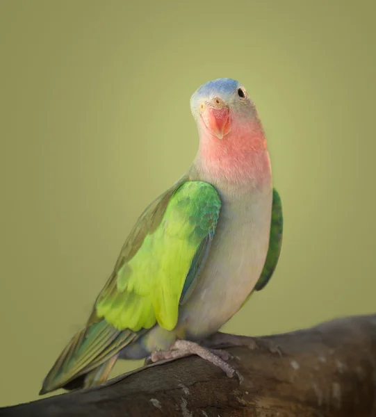 Perico princesa — Foto de Stock